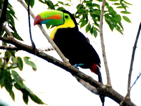 Eric and Beth's Travel Blog: Toucans and Rainforest Walk