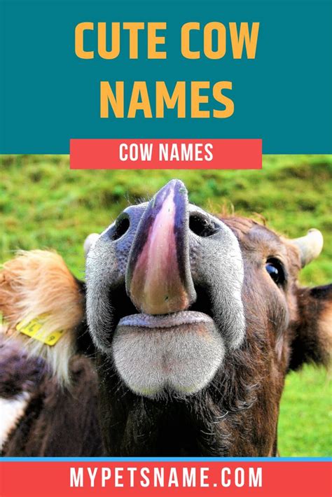 Cute Cow Names | Cow names, Cute pet names, Cute cows