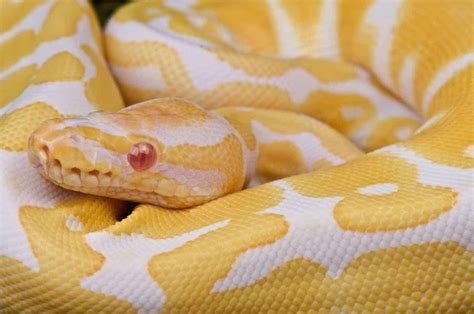 Everything You Need to Know About Snake Morphs - Embora Pets