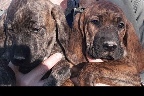 Plott Hound (Plott) Puppies For Sale