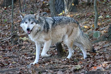 Mexican gray wolf | One of four Mexican gray wolves at the S… | Flickr