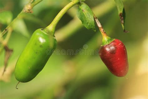 Capsicum pubescens plant stock image. Image of chilli - 63137419