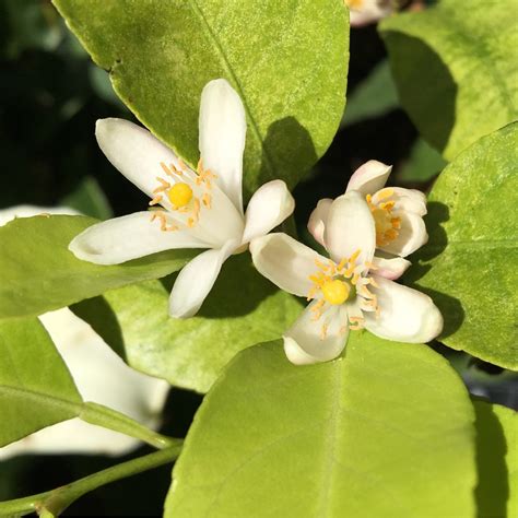 Citrus aurantifolia 'Red Lime', Citrus Tree 'Red Lime' in GardenTags ...