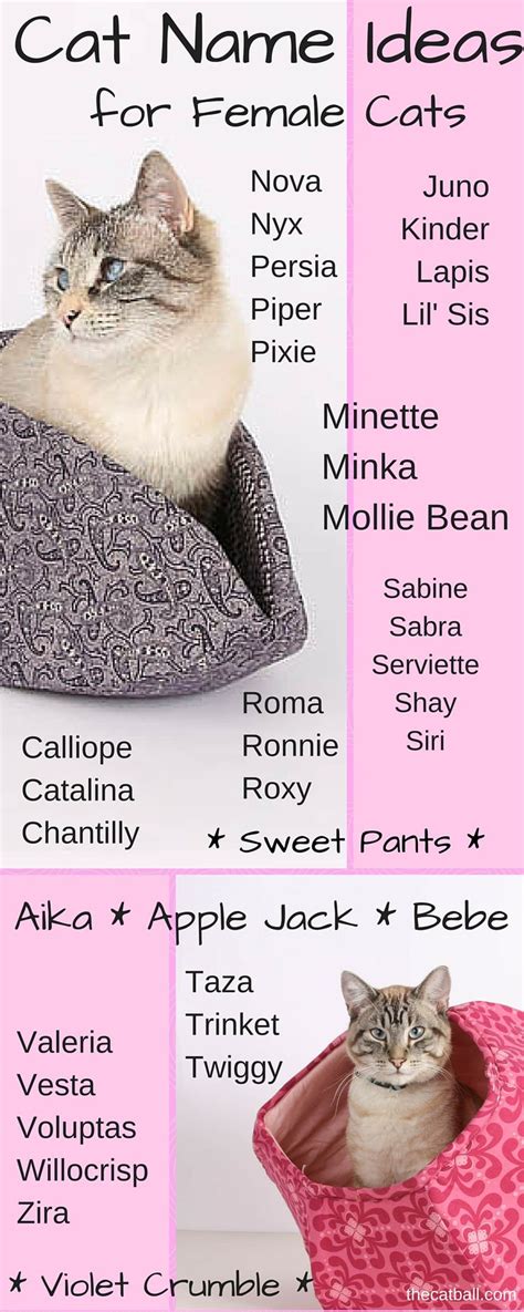 Cat Name Ideas for Female Cats | Kitty and Cat