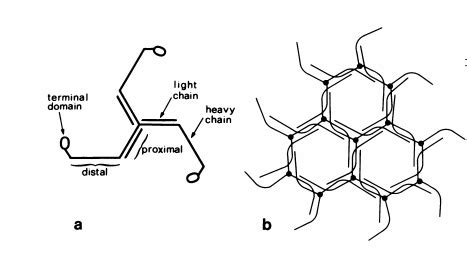 Clathrin JMU - Proteopedia, life in 3D