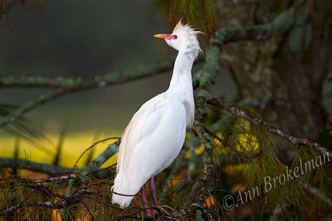 Ann Brokelman Photography: Cattle Egret - in breeding plumage and out ...