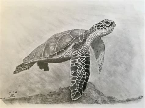 green sea turtle | Dibujo de tortuga, Arte de tortugas marinas, Esbozos