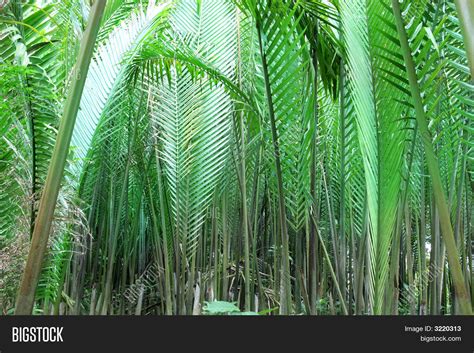 Nipah Palm Forest Image & Photo (Free Trial) | Bigstock