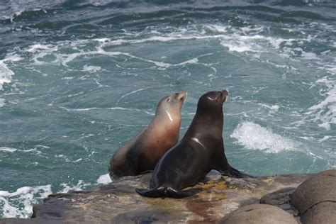 Sea Lion Habitat