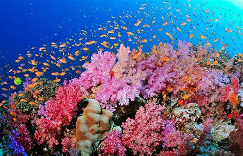 9 Best and Beautiful Coral Reefs - inspirich