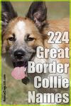 224 Great Border Collie Names