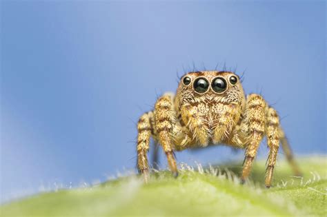 Wallpaper : Salticidae, jumping, spider, spiders, macrofotografia, ara ...