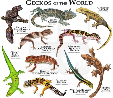 Geckos of the World Poster Print | Etsy | Cute reptiles, Reptiles pet ...