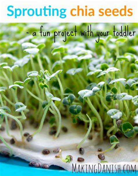 Sprouting chia seeds – a fun project with your toddler