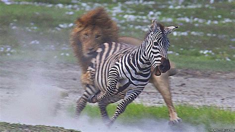 Lion Fight Zebra