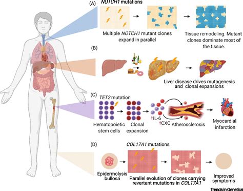 Somatic mutations provide important and unique insights into the ...