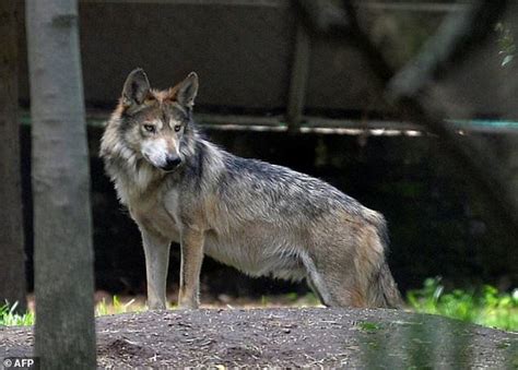 Study throws dog domestication theories to the wolves | Daily Mail Online