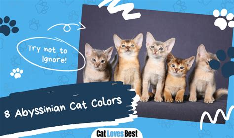 7 Abyssinian Cat Breed Colors (With Pictures)