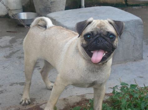 Pug dog for sale Hutch dog FOR SALE ADOPTION from Polur TV Dist Tamil ...