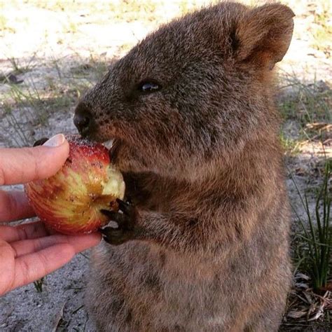 'Thank you very much' - Cute Quokka eating a visitor's apple | クアッカワラビー ...