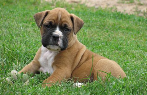 Fists of Fur: Getting to Know the Boxer Dog Breed - All Big Dog Breeds