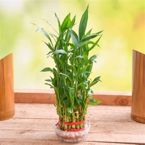 Where to Buy Lucky Bamboo Plants Near Me: Your Ultimate Guide - PlantHD