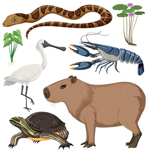 Free Vector | Various wetland animals collection