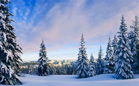 Snowy pine trees rising towards the sky wallpaper - Nature wallpapers ...