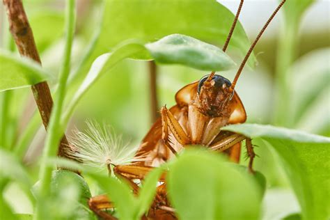 A Guide to Preventing Roaches in Your South Florida Home | Northwest ...