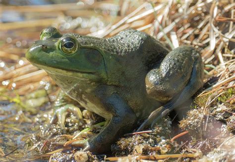 True Frog Photograph by Sally Sperry