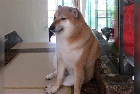 Shiba Inu From Viral Dog Meme Dies After not Waking up From Cancer ...