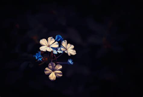 Dark HD Flowers Wallpapers - Top Free Dark HD Flowers Backgrounds ...