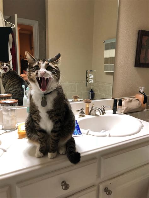 PsBattle: This cat yelling : r/photoshopbattles