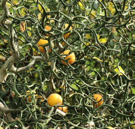 Home & Garden Poncirus trifoliata FLYING DRAGON HARDY TRIFOLIATE ORANGE ...