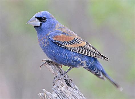 12 Most Beautiful Black And Blue Birds You Can See