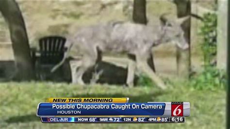 Chupacabra sighting puts neighbors on alert