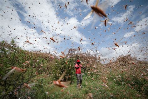 In Pictures: Desert locusts swarm parts of East Africa | Environment ...