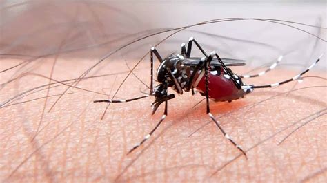 What Happens To Your Blood Inside A Mosquito?