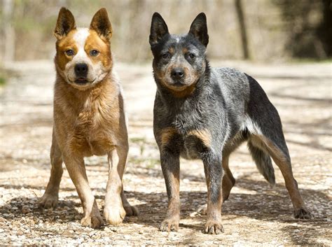 Chiens de troupeau australiens (30 photos): description de la race des ...