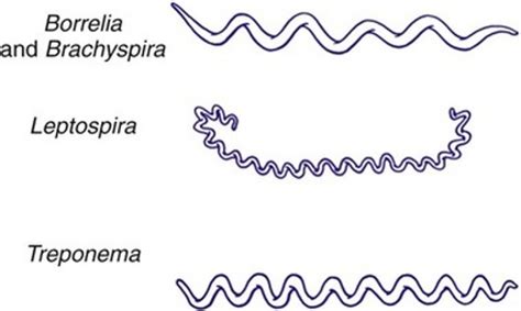 Spirochetes Flashcards | Quizlet