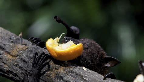 Facts on Fruit Bats for Children | How To Adult