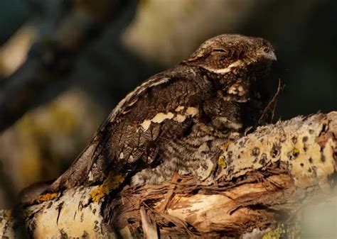 European nightjar - Facts, Diet, Habitat & Pictures on Animalia.bio