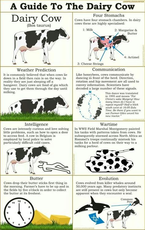 Pin by Hannah Moyer on Dairy facts | Dairy cows, Dairy cow facts, Dairy ...