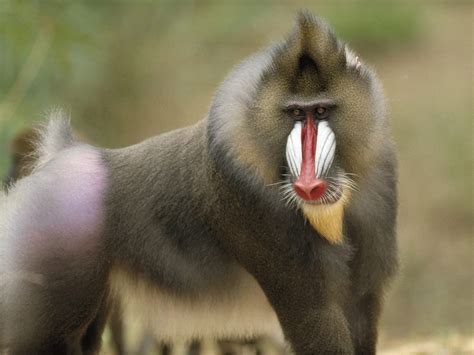 Baboon