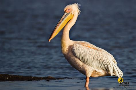 Great White Pelican (Pelecanus onocrotalus) | Birds of Gujarat