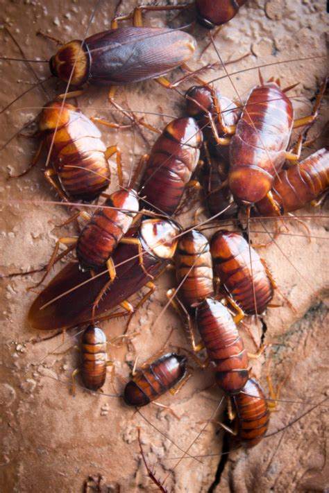 Do Roaches Bite? - Rove Pest Control