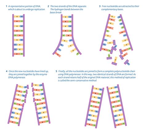 3.4 DNA replication - BIOLOGY4IBDP