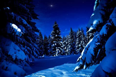 Winter Forest At Night Royalty Free Stock Photo - Image: 18805075