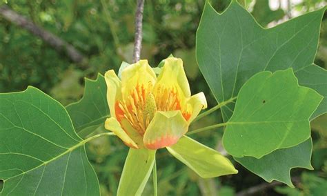 Tuliptree | Johnson's Nursery | Knowledgebase