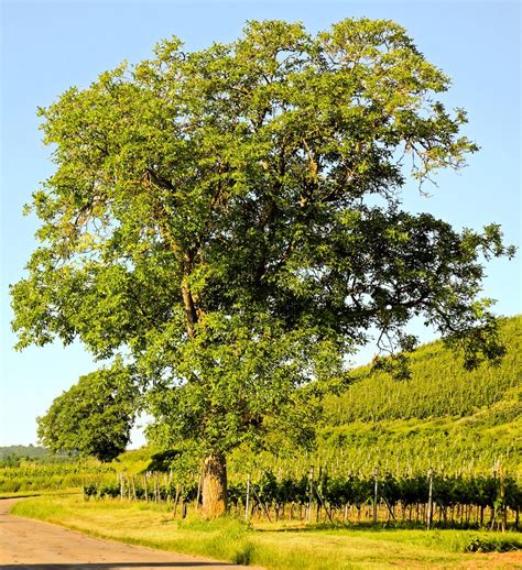 Walnut tree - planting, pruning, care and walnut harvest